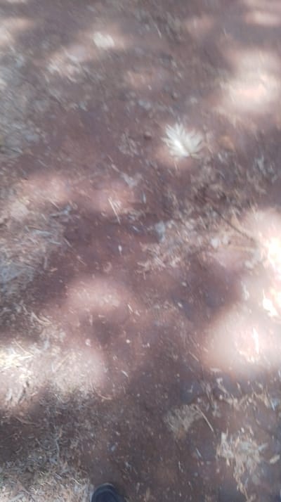 The image presents a blurry, ground-level scene located in Kikuyu Township ward, Kenya. The surface consists of reddish-brown soil with scattered dry organic matter, including small twigs and dried plant fragments. A singular, light-colored, feather-like object is visible on the ground in the upper right portion of the frame. In the lower-left corner, the toe area of a dark-colored shoe is partially discernible, indicating the presence of an individual. Dappled sunlight creates varied light and shadow patterns across the environment. No other persons, specific actions, or interactions are identifiable.