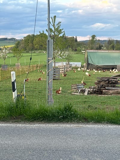 This image captures a rural landscape featuring a free-range chicken enclosure adjacent to a paved road, under a cloudy sky. The scene is likely set in or near Winterthur, Switzerland, given the context.
In the foreground and midground, numerous chickens of varying brown and white plumage are visible, foraging on a lush green grassy field. They are contained within an electric fence, identifiable by the netting and yellow insulators attached to supporting posts. Several wooden pallets and crates are scattered within the enclosure, possibly providing shelter or perching spots for the birds. Towards the left, a green tarp covers a structure, possibly a mobile chicken coop or agricultural equipment. A metal utility pole with power lines is prominent in the left-center, near the road.
The right side of the image is dominated by a grey asphalt road, marked by a white line along its edge. Beyond the chicken enclosure, green fields, scattered trees, and distant rolling hills covered with forest extend into the background. The sky is partly cloudy, with soft, diffused light suggesting either late afternoon or early evening. No discernible text is visible on any objects within the frame. The overall atmosphere is peaceful and pastoral.