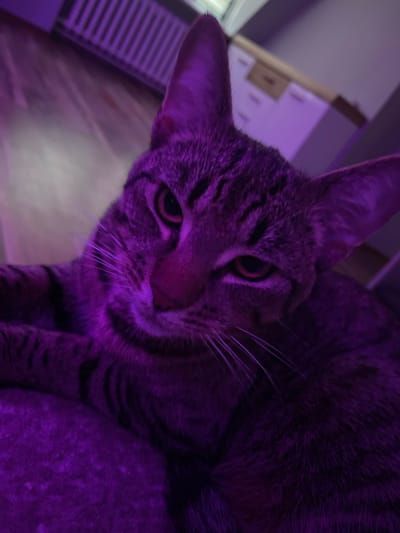 This is a close-up, low-angle photograph of a tabby cat, bathed in purple light. The cat's face is the central focus, with its eyes open and looking slightly off-camera. Its fur is striped in shades of gray and black, with the purple light casting a vibrant hue over its features. The cat's whiskers are prominent, fanning out from its muzzle.
In the background, out of focus, is a glimpse of a room. To the left, there is a white object with horizontal grooves, possibly a piece of furniture or a vent. Further in the background, a wooden surface is visible, with what appears to be a drawer or compartment. The overall lighting suggests it is nighttime or an indoor setting with artificial lights.
The image captures a moment of quiet observation by the cat. The purple lighting creates a somewhat dramatic or ethereal mood. No specific activity is taking place beyond the cat's presence. There is no visible text in the image. The location context of Gliwice, Poland, does not offer specific visual cues within the image itself.