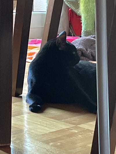A black cat is lying on a wooden floor, partially obscured by dark wooden chair legs. The cat is positioned in the center of the frame, facing to the right with its body curled. In the background, colorful bedding and a gray blanket are visible, along with a blurred green object. The lighting suggests an indoor setting. There is no information available about the location in the city of L'Haÿ-les-Roses, France.