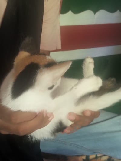 A person is holding a calico cat. The cat is mostly white, with patches of orange and black fur. The person is wearing a black shirt or garment on one side and a pink shirt on the other. The background shows a wall with green, white, and red horizontal stripes. The location is Southkhali, Bangladesh.
