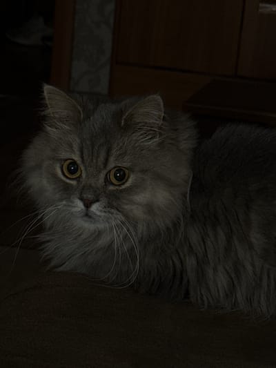 In a dimly lit room in Raivka, Ukraine, a long-haired gray cat is the sole subject. The cat is lying down, facing forward, with its large, round, amber eyes wide open and focused on the camera. Its fluffy fur is a mix of gray and lighter tones, with prominent white whiskers fanning out from its muzzle. The background is dark, with hints of wooden furniture and a textured wall visible. The overall atmosphere is subdued, with the cat's gaze being the most striking element in the low-light setting.