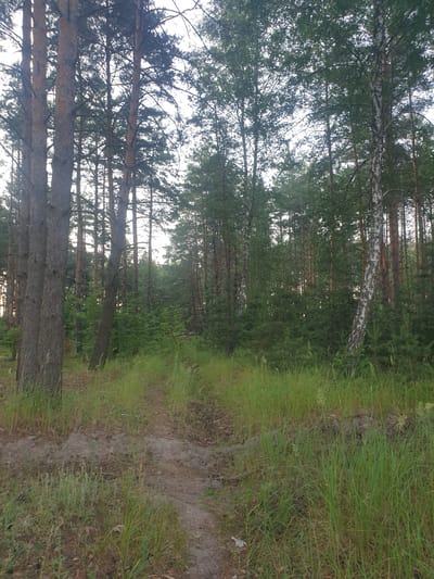 This vertical media file captures a forest scene with a dirt path on the right side. The path is bordered by tall, green grass. The forest itself is dense with a variety of trees, including pines and a birch tree with its distinctive white bark. The canopy of the trees is visible at the top of the image, with sunlight filtering through the leaves. The overall impression is one of a tranquil, natural setting. The lighting suggests it is daytime, possibly late afternoon or early evening due to the soft light. There are no people or visible text in the image.