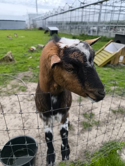 The image shows a close-up of a goat standing behind a wire fence. The goat has a brown and black coat with white markings on its head and legs. It is looking towards the right side of the frame. In the background, there is a grassy area with a large greenhouse-like structure and a small building. There is also a black bucket on the left side of the frame. The location is Warmenhuizen, Netherlands.
