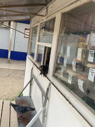 An exterior view of a small retail kiosk, possibly a bakery, in the city of Kavalerovo, Russia. The kiosk has a large display window where various baked goods are visible, some with price tags. Two pigeons are present: one is perched on the window ledge, and another is on a wooden bench to the left of the kiosk. The kiosk appears to be made of metal and white paneling, with some signs of wear and tear. The ground in front of the kiosk is a mix of gravel and pavement. The overall impression is that of a simple, functional retail establishment in an urban setting.