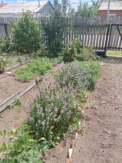 The image shows a garden scene in Бестогай, Kazakhstan. In the foreground, there are raised garden beds with various plants. One bed contains what appears to be rows of small plants, possibly vegetables, with some sparse greenery. Another bed is filled with flowering plants that have small purple flowers and green leaves. To the right of these beds, there is an area of bare, gravelly soil. In the background, a wooden fence with vertical planks stretches across the scene, with a black metal gate on the right side. Beyond the fence, there are trees and the roofs of houses, one with a corrugated metal roof and another with red brick. The sky is visible with scattered clouds. The overall impression is of a residential backyard garden.