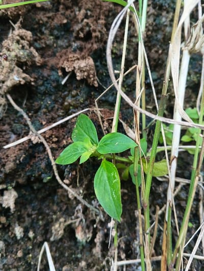 The scene depicts a close-up, low-angle view of ground-level vegetation in Bình Hải, Vietnam. In the foreground and center, a small herbaceous plant with multiple vibrant green, ovate leaves is visible, some exhibiting small white speckles. Small, light green, compact flower structures are present at the plant's apex. To the right of this plant, a dense cluster of vertically oriented, slender plant stalks, primarily dried brown but with some green elements, partially obscures the background. The left and upper-left portions of the image show dark, uneven ground, appearing as moist soil or rock covered with a dark film, possibly algae or moss, interspersed with clumps of reddish-brown soil. A small red insect, consistent with a ladybug, is present on the soil in the upper-left quadrant. Scattered dry plant debris and thin twigs lie on the ground. No human presence, actions, or interactions are observable. The lighting is diffused, suggesting an outdoor environment.