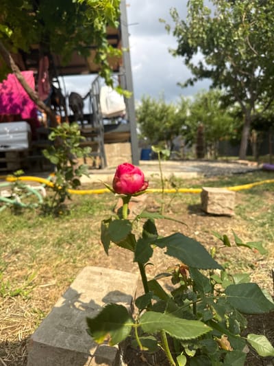 The image is a vertically oriented, slightly blurry photograph taken outdoors. In the foreground, a single pink rosebud is prominently displayed on a rose bush with green leaves. The rose bush is situated on the left side of the frame, with the rosebud near the center.
Behind the rose, the scene opens up to a backyard or garden area. A concrete block or paver is visible in the lower left corner, and dry, brown grass covers much of the ground. A bright yellow hose snakes across the ground, partially obscured by the rose bush.
In the middle ground and background, there are hints of human activity and structures. A metal shelving unit is visible, stacked with various items, including what appears to be white fabric or containers. A bright pink textile is draped over the top of the shelving. Some trees with green foliage are present, and the sky is overcast with dark clouds, suggesting it might be a cloudy day or evening. The overall impression is of a somewhat cluttered but lived-in outdoor space. There is no visible text in the image. The lighting suggests it is daytime, possibly late afternoon due to the shadows.