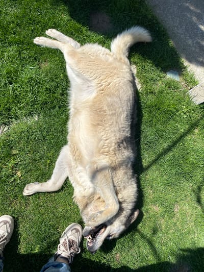 A tan-colored dog lies on its back in a patch of green grass. Its mouth is open, and its paws are curled up. A person wearing jeans and beige tennis shoes stands near the dog's head. Part of a concrete slab is visible in the upper left corner. It is daytime, and the scene is illuminated by sunlight. The location is Bratia Kunchevi, Bulgaria.