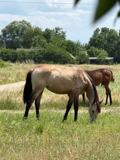 Two horses are grazing in a grassy field. The horse in the foreground is light brown with a dark mane and tail. The horse in the background is darker brown. The field is overgrown with tall grass and wildflowers. In the background, there are trees and some buildings. The sky is blue with scattered clouds. The image appears to be taken on a sunny day. The location is Zassovskaya, Russia.
