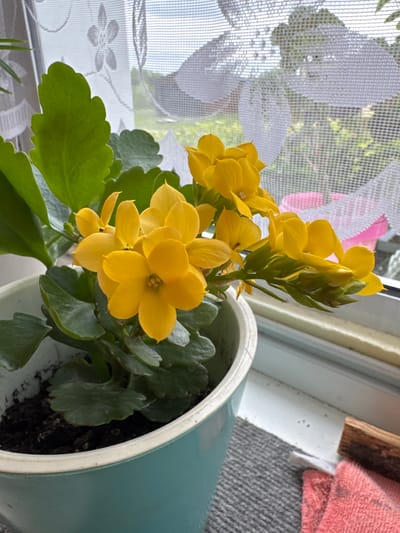 A close-up, eye-level shot shows a bright yellow flowering plant, likely Kalanchoe, in a teal ceramic pot. The plant is positioned on a windowsill, with a white, patterned lace curtain visible in the background. Through the curtain, greenery and the sky can be seen, suggesting an outdoor view. To the right of the pot, a pink cloth and a piece of wood are also on the windowsill. The scene is well-lit, likely by natural light coming from the window. The image appears to be taken indoors, in a residential setting, possibly in Мичуринское, Russia, given the context provided. There are no people or animals visible in the image.