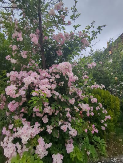 A low-angle shot captures a dense canopy of pink roses cascading from a wooden structure against a pale, overcast sky. The roses, in various stages of bloom, are clustered together, forming a vibrant display of soft pink hues. Lush green leaves provide a verdant backdrop, creating a rich contrast with the delicate flowers. In the upper right portion of the frame, a dark green, conical shrub is visible, adding another layer of texture to the natural scene. The overall impression is one of abundant floral beauty and natural growth. The weather appears to be overcast, and the time of day is indeterminate due to the lack of direct sunlight. No people or text are visible in the image. The location context is Shangri-La, China, suggesting a potentially temperate or alpine climate suitable for such a rose display.