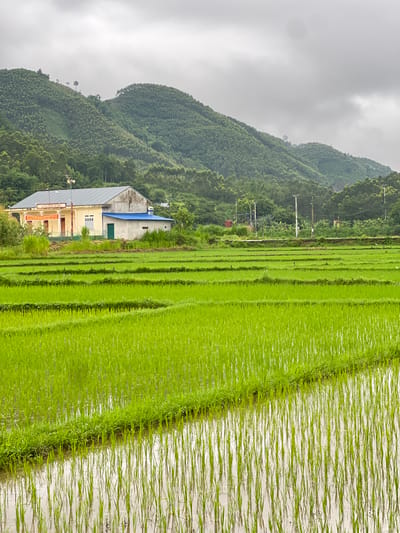 The image depicts a rural scene in Tân Thanh Commune, Vietnam, under an overcast sky. In the foreground, a vibrant green rice paddy stretches across the frame, with distinct horizontal rows of young rice plants clearly visible. The water reflecting the plants creates a shimmering effect.
In the mid-ground, a cluster of buildings is situated. The main structure is a long, light yellow building with a grey, sloped roof. It features several windows and appears to be a community building or a residence. To the right of this building is a smaller, attached structure with a bright blue roof and a green door. Surrounding these buildings are patches of tall green grass and vegetation.
The background is dominated by rolling hills covered in dense green vegetation, likely trees and agricultural crops. The hilly landscape extends towards the horizon, where the grey clouds obscure the sky. Utility poles and wires are visible in the middle distance, suggesting the presence of infrastructure. No people are visible in the image. The overall impression is one of a tranquil, agrarian landscape.