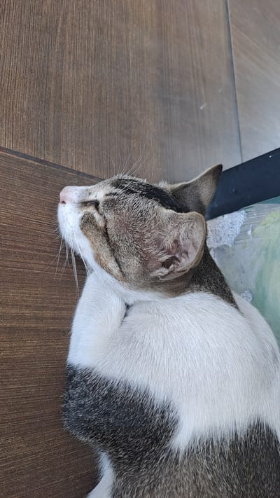 A close-up, overhead shot captures a tabby and white cat sleeping on a wooden surface. The cat is curled up with its head resting on its chest, eyes closed, and its pink nose is visible. Its fur has stripes of brown, black, and white. The wooden surface appears to be a table or floor with visible grain. To the right of the cat, a portion of a lighter-colored surface, possibly concrete or a textured material, is visible. A dark object, possibly the leg of a chair or table, is also present on the right side of the image. The lighting suggests it may be daytime, casting soft shadows. The scene is devoid of human presence.