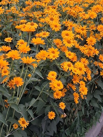 A dense cluster of bright orange daisies fills the frame, their petals radiating outwards from darker, textured centers. The flowers are at various stages of bloom, with some fully open and others still budding. The stems are thin and green, supporting the weight of the blossoms, and are interspersed with dark green, ovate leaves. The background is a blur of more foliage, suggesting a garden or natural setting. The image is shot from a slightly elevated perspective, looking down into the mass of flowers. A narrow strip of greyish-brown concrete is visible at the bottom right, indicating a border or walkway. There are no people or animals present. The scene is likely located in Güldala, Kazakhstan, given the context provided.