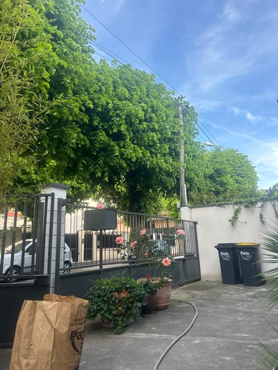 The image depicts an outdoor, bright daytime scene, likely in a residential or suburban area, under a clear blue sky with some white clouds and faint contrails.
A large, dense expanse of vibrant green trees dominates the left side, appearing lush and somewhat overgrown. A wooden utility pole with multiple overhead wires stands amidst the foliage, stretching towards the sky. On the right, a light-colored building wall is visible, partially covered with ivy. Against this wall, two black trash bins are placed, each prominently labeled "Paris Est" and featuring a yellow lid on one.
In the midground, a dark metal fence or gate with vertical bars acts as a division. On the near side of the fence, several potted plants display blooming pink roses and other green foliage. The ground in this area is paved concrete, where a garden hose is loosely coiled. A large brown paper bag, possibly a delivery or recycling bag, rests near the bottom right, with visible text including "SAC PAPIER" and "pa." Through the gaps in the fence, a white car is partially visible.
The scene is well-lit by natural sunlight, suggesting a pleasant day. The "Paris Est" text on the bins provides a clear location cue, confirming the general area of Joinville-le-Pont, France. The overall atmosphere is peaceful and serene, with no human activity depicted.