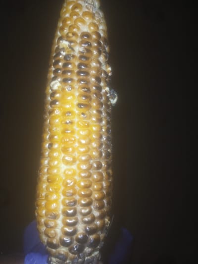 A close-up, vertical shot shows a single ear of corn against a dark, blurred background. The corn kernels are a golden yellow and some appear to be slightly burned or discolored, with dark brown or black spots on their surfaces. The corn is held in what appears to be a purple gloved hand. The image is taken in Tundun Wada South, Nigeria.