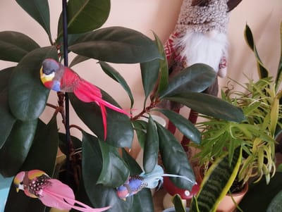 This image captures a still life of potted plants, possibly in an indoor setting. A large-leafed dark green plant dominates the foreground, with several artificial birds attached to its branches. One bird, primarily pink and red with a blue and yellow head, is perched on a leaf. Another, with pink feathers and a black and white spotted body, is partially visible at the bottom left. A third bird, predominantly blue and pink with similar speckled detailing, is nestled deeper within the foliage. Behind the large plant, a portion of a festive gnome figurine is visible, featuring a furry hat, a red and white patterned garment, and a white beard. To the right, a snake plant with its characteristic striped leaves is placed in a terracotta pot. The background is a plain, light-colored wall, suggesting an interior environment. The lighting appears to be soft and diffused, casting no harsh shadows. There is no clear indication of the specific location within the city of Jelcz-Laskowice, Poland; the scene is generic enough to be found in many homes or indoor spaces. No human presence or interaction is depicted.