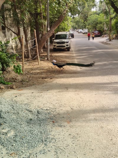A peacock with its tail feathers trailing is walking on a dirt road in Gurgaon, India. The peacock is on the left side of the image and is facing right. The road is lined with trees and there are cars parked on the side of the road. In the background, there are two people walking on the sidewalk. One person is wearing a red shirt and the other is wearing a yellow shirt.