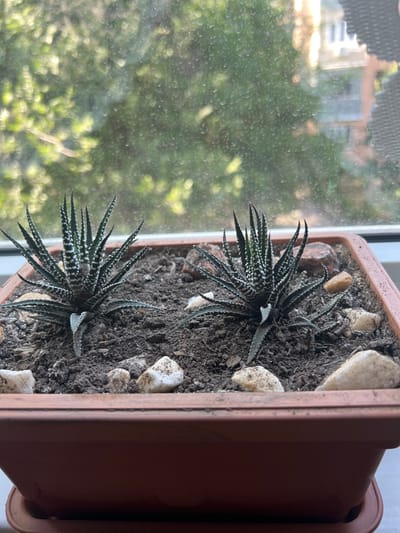 Two small Haworthia succulents are planted in a rectangular, reddish-brown pot filled with dark soil and decorated with light-colored stones. The pot is positioned on a windowsill, with a blurred background of green trees and buildings visible through a window covered in water droplets. The scene is indoors, with natural light illuminating the plants. There are no people or animals present in the image. The location is specified as Orto-Sai, Kyrgyzstan.