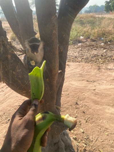 A person’s hand holds two green plantains outdoors. One plantain has a bite taken out of it. A monkey is in the background, positioned within the branches of a large tree, and appears to be consuming a piece of food. The ground is visible in the background, along with some vegetation. The lighting suggests it is daytime, possibly late morning or early afternoon.