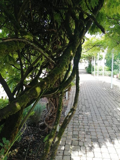 The image depicts a pathway in Grünwald, Germany. The pathway, paved with grey rectangular stones, is bordered on the left by a heavily overgrown tree with moss-covered branches and green foliage. The tree's branches extend across the top of the image, creating a dappled shadow effect on the pathway. On the right side of the pathway, several tall white poles stand at intervals, suggesting a covered walkway or arbor. Beyond the poles, lush green bushes and trees form a dense backdrop, with a few terracotta pots visible containing plants. The scene appears to be outdoors, likely in a park or garden setting, under bright daylight conditions with shadows cast by the tree and overhead structures. No people are visible in the image.