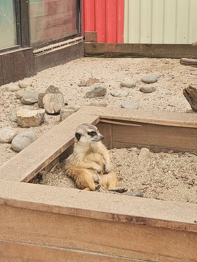 The image shows a meerkat lying on its back in an enclosure with sandy ground and scattered rocks. The meerkat has light brown fur and dark markings around its eyes. It appears relaxed, with its limbs spread out. The enclosure is made of wood and metal, with a red and beige corrugated metal structure visible in the background. There is also a glass window or panel on the left side of the frame. The scene is outdoors, and the lighting suggests it is daytime, possibly sunny. The location is identified as Đông Mang, Vietnam. There is no visible text in the image.
