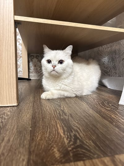 A light-colored, fluffy cat with large, dark eyes is lying on a dark wooden floor beneath a wooden shelf. The cat is positioned in the center of the frame, looking directly at the camera. The background includes a patterned wallpaper and the legs of furniture. The scene depicts an indoor domestic environment. This image does not provide any information about the city of Kondopoga, Russia.