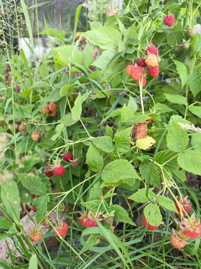 The image shows a close-up of a raspberry bush with several ripe and unripe raspberries. The berries are red and yellow-orange, with some still green. The leaves of the bush are green and somewhat serrated. The background is blurred, but appears to be an outdoor setting with tall grass and some rocks. There is no indication of the city of Лосева, Belarus in the image.