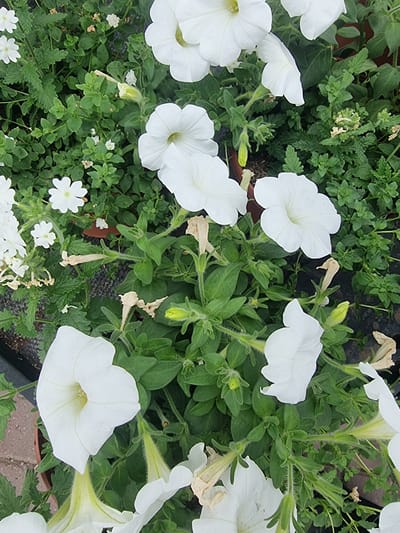 This image shows a close-up, eye-level view of a cluster of white petunia flowers and green foliage in an outdoor setting. The flowers are predominantly white with some showing faint green or yellow hues in their centers. The petals are delicate and funnel-shaped. The foliage consists of numerous small, green leaves, some of which appear serrated. There are also some dried, brown remnants of spent flowers or leaves scattered throughout the greenery. The background is blurred but suggests a natural or garden environment. The lighting appears to be natural daylight, creating soft shadows on the petals. There is no indication of human presence or activity within the frame, nor any specific landmarks that would definitively place it in Wootton, United Kingdom.