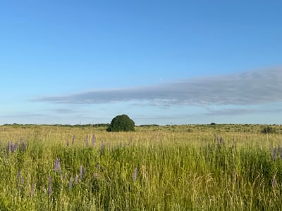This is a landscape photograph taken on a clear day in Yantarovka, Russia. The foreground is filled with tall, green grass and scattered purple lupine flowers. In the middle ground, a lone, rounded tree stands in the middle of a gently rolling field. The background features a distant treeline and a vast, pale blue sky with wispy clouds and a faint crescent moon. The overall impression is one of a rural, natural setting.