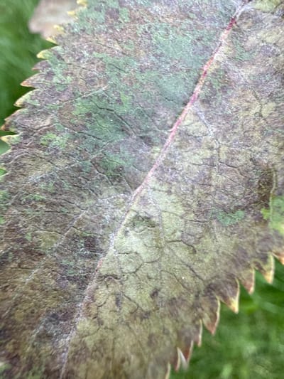 The image is a close-up, high-angle shot of a dying leaf. The leaf is mottled with shades of brown, green, and purple. A thin, reddish vein runs diagonally across the leaf. The edge of the leaf is serrated. The background is a blur of green grass. The image does not contain any discernible information about a location in Ridabu, Norway, nor does it depict any people, actions, or interactions.