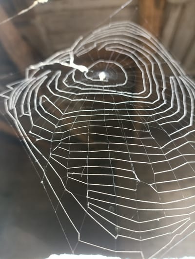 The image displays a close-up, detailed view of a large, intricate spiderweb. The web is spun between wooden beams, suggesting an outdoor or sheltered environment like a barn or eaves. The spiderweb is the primary subject, meticulously constructed with radiating spokes and concentric spiral threads. Some threads are thicker and more prominent, while others are finer and create a delicate, lacy appearance. The light catches the silk, making it appear shimmering and almost iridescent against the darker, out-of-focus background. The background itself consists of indistinct wooden structures and a muted, dark environment, offering no specific clues about the exact time of day or weather conditions, other than that the light is sufficient to illuminate the web. No people, animals, or specific activities are visible, emphasizing the natural, passive construction of the spiderweb. The overall impression is one of natural artistry and the quiet, intricate work of nature. The location context of Narpay, Uzbekistan, implies a rural or natural setting where such a web might be found.