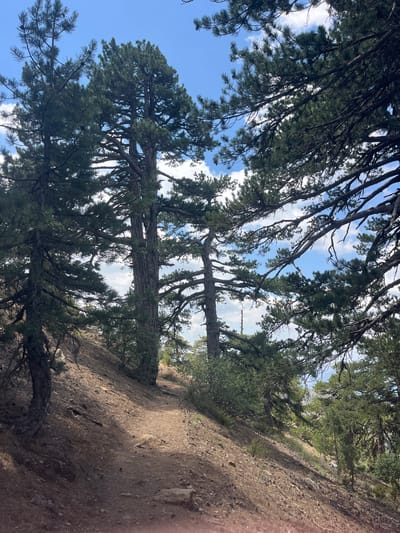 The image depicts a winding dirt path through a pine forest on a hillside in Prodromos, Cyprus. Tall, mature pine trees with thick trunks and extensive branches dominate the scene, their dark green needles contrasting with the bright blue sky dotted with white clouds. The ground is covered with dry pine needles, small stones, and sparse undergrowth. The path itself appears well-trodden, leading uphill and curving to the right. Sunlight filters through the dense canopy, creating areas of light and shadow on the path and surrounding terrain. The overall impression is one of a natural, somewhat rugged, outdoor environment.