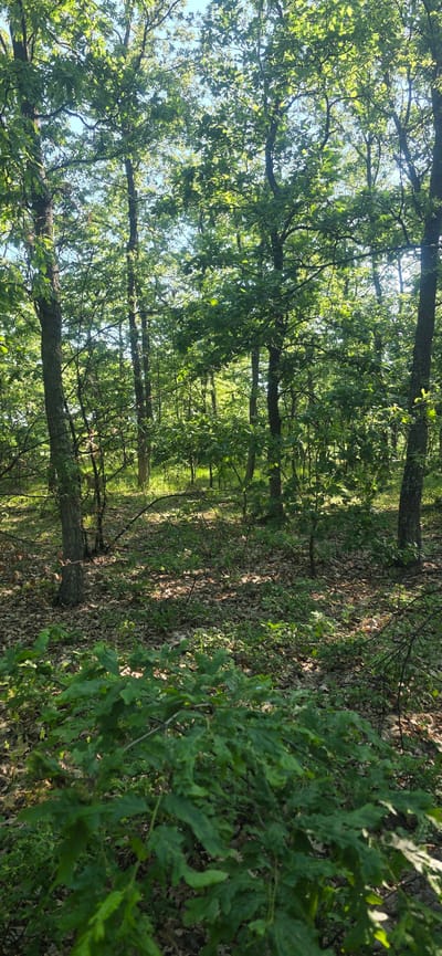 The image shows a forest scene, possibly located near Podvis, Bulgaria. The foreground features lush green foliage, possibly low-lying shrubs or small trees. The middle ground consists of a wooded area with numerous trees, their trunks visible against a backdrop of leaves and sunlight filtering through the canopy. The forest floor is covered with fallen leaves and some green undergrowth. The overall impression is one of a dense, sunlit forest. The scene is absent of people, so no actions or interactions are observable.