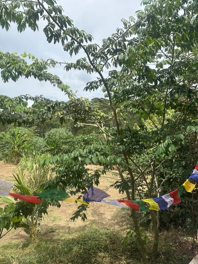The image depicts a natural outdoor scene, likely a garden or a rural area, in Buenos Aires, Peru. A string of colorful prayer flags, featuring traditional Tibetan Buddhist colors like blue, yellow, red, green, and white, hangs diagonally across the frame, adding a spiritual and decorative element to the setting. These flags are draped between trees and vegetation.
The foreground is dominated by the lush green foliage of trees and plants. The leaves are varied in shape and size, suggesting a diverse collection of flora. The sunlight filters through the leaves, creating a dappled effect and highlighting the textures of the foliage. In the background, there is more dense greenery, possibly a forest or a hillside covered in vegetation. The ground appears to be dry and covered with straw or dead grass, with some areas of greener, wilder growth.
The sky is visible at the top left of the image, appearing overcast with some patches of brighter sky. This suggests it could be a cloudy day, or perhaps late afternoon as the light is not harsh. There is no indication of any human activity or specific event taking place; the scene is static and serene. The overall impression is one of natural beauty with a touch of cultural or spiritual significance brought by the prayer flags. There is no visible text in the image.
