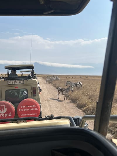 The image depicts a natural wildlife environment within the general area of Ilturot Lorkereyan, Tanzania. The scene is viewed from the interior of a safari vehicle, looking forward at another, similar safari vehicle on a dirt track.
In the midground, a beige, four-door safari vehicle with a raised observation roof is positioned on a dusty, light-brown dirt road. The vehicle displays a Tanzanian license plate, "T 915 AUP," on its rear. A circular speed limit sticker indicating "80 KPH" is affixed to the lower right of its rear door. Two red spare tire covers are mounted on the back, each featuring white text: one reads "Intrepid travel" with a stylized logo, and the other states "For the real. For the curious." along with "intrepidtravel.com". The driver, partially visible, is seated in the front left of the vehicle, facing away from the viewer. A tall, thin radio antenna extends vertically from the vehicle's rear.
Multiple Plains Zebras (Equus quagga) are present on both sides of the dirt track and further into the dry, light-brown grasslands. In the immediate foreground, a zebra stands on the left edge of the road, facing towards the right side of the frame. Another zebra is positioned just behind it, to the right, in the dry grass. A cluster of zebras is visible further down the road and to the left. The zebras appear to be standing or casually grazing within their natural habitat.
The environment consists of extensive, flat to gently rolling grasslands characterized by dry, light-brown vegetation. In the distant background, a range of mountains or elevated terrain is visible, partially obscured by a distinctive, long, horizontal band of white cloud formation that appears to hug the contours of the mountains. The sky above is clear blue with sparse, scattered white cumulus clouds. The overall lighting suggests daylight conditions.