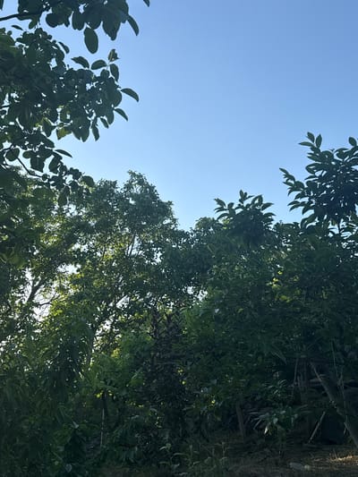 The image captures a view of dense green foliage against a clear blue sky, taken from a low angle. The trees are lush with leaves and dominate the lower portion of the frame. The sunlight filters through the leaves, creating areas of light and shadow within the foliage. The top part of the image is primarily the sky, with some branches and leaves from overhead trees visible in the upper left and right corners. The scene appears to be an outdoor setting, likely a garden or park, given the abundance of trees. The photograph was taken in Kosh, Armenia.
