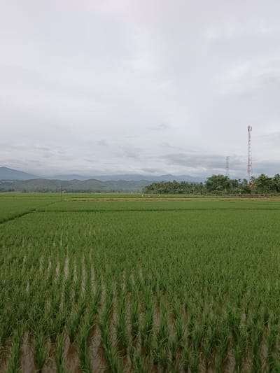 The image shows a flooded rice paddy field in Manyang Cut, Indonesia, with rows of young green rice plants stretching towards the horizon. The sky is overcast with grey clouds. In the distance, rolling green hills are visible, topped with a band of trees. A tall, red and white telecommunications tower stands prominently on the right side of the frame, with power lines and another, shorter tower visible behind it. The water in the paddy reflects the green of the rice stalks and the grey sky. The overall scene depicts a rural, agricultural landscape under a cloudy day.