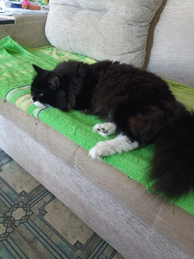 A black and white long-haired cat is lying on a green towel placed on a beige sofa. The cat's head is turned to the left, with its eyes closed. Its paws are white and are resting on the towel. The sofa is upholstered in a textured fabric. The background shows parts of the sofa with cushions. The floor in front of the sofa is tiled with a geometric pattern in shades of green and beige. The image was taken indoors, likely in a residential setting in Miasskoye, Russia. There is no evidence of people or interactions within the frame.