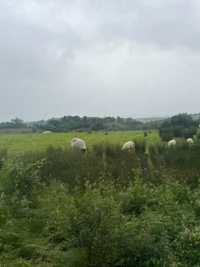 An outdoor, eye-level, medium shot captures a flock of sheep grazing in a lush, green field under a cloudy, overcast sky. The foreground is dominated by dense, dark green foliage, appearing slightly out of focus. In the mid-ground, several sheep are visible, some with their heads lowered as they eat. One sheep in the center of the frame is particularly clear, facing to the right with its back to the camera. Further into the field, more sheep are scattered, appearing smaller due to distance. The background consists of rolling hills covered in trees and vegetation, with a hazy, indistinct horizon. The overall atmosphere is serene and pastoral, suggesting a rural landscape in Ireland. The location is identified as Unknown, Ireland.