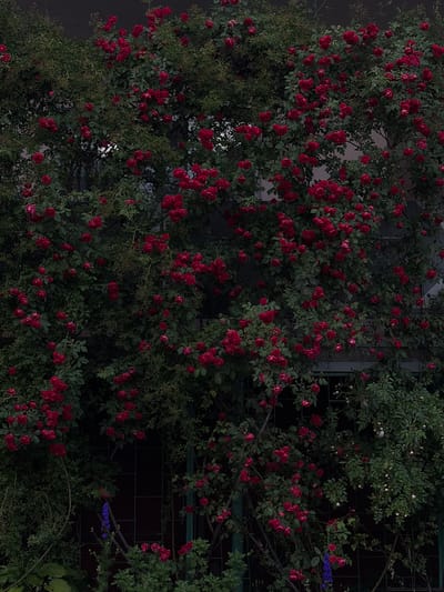 This media file depicts a lush, overgrown climbing plant, likely a rose bush, heavily laden with deep red blossoms and abundant green foliage. The plant is sprawling across a dark, textured wall, which appears to be made of brick or a similar material. The setting suggests an outdoor environment, possibly a garden or the exterior of a building.
The scene is dense with vegetation, with the red flowers providing a vibrant contrast against the darker greens and the wall. Some of the flowers are fully bloomed, while others appear to be in bud or partially open. The branches of the plant are intertwined, creating a natural, somewhat wild appearance. There are also glimpses of what might be other plants or structures in the background, partially obscured by the main subject.
Towards the right side of the frame, there are a few delicate sprigs of small, blue flowers, adding a subtle touch of contrasting color to the predominantly red and green palette. The lighting in the image is subdued, suggesting it might be late afternoon, early morning, or an overcast day. There are no people or animals visible, and the focus is entirely on the natural elements. The overall mood is one of natural beauty and abundance, with a hint of wildness due to the dense growth. The dark background and the rich colors of the flowers create a somewhat dramatic and painterly effect. There is no visible text in the image.
