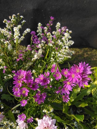 The image displays a close-up of a diverse floral grouping. The specific location within Potočná, Czechia, is not discernible from the visual content. The foreground features clusters of small, vivid magenta-purple flowers with yellow centers, intermingled with smaller white flowers, some exhibiting greenish-yellow centers. Partially visible in the bottom foreground are larger, light pink, multi-petaled flowers. Green foliage, with some serrated leaves, surrounds the blooms. The background is a uniform dark, non-reflective surface, likely black fabric or a wall. The scene is lit by bright, natural illumination, creating highlights and minor shadows on the vegetation.