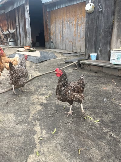 In Сухринское, Russia, a rural scene unfolds with several chickens in a dirt yard. A barred rock hen, the primary subject, stands prominently in the foreground, facing right, with its beak open and red comb visible. Its plumage is a mix of black and white barring. To its left, another barred rock hen walks away from the camera, and partially to the left of that, a brown hen is visible. In the background, a dark opening suggests a barn or shed, with wooden planks forming the structure. Various objects are scattered around the yard, including an orange bowl, a black tarp, a broom leaning against the wooden wall, a blue bucket, and a white bucket on a wooden bench. The ground is dusty dirt with some scattered green debris.