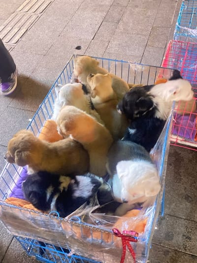 A wire crate is filled with sleeping puppies, some golden and others black and white. The crate is partially covered with clear plastic, secured with a red tie. Another crate, red and wire, is visible in the background. The scene is set on a sidewalk. Part of a person's leg and shoe are visible in the lower left corner.