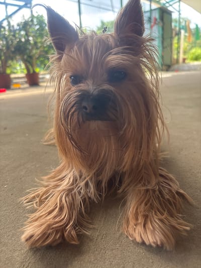 A Yorkshire Terrier dog with long, shaggy brown fur lies on a concrete surface, facing the camera. The dog's fur is particularly long around its face, obscuring much of its muzzle. Its ears are perked up, and its dark eyes are visible. In the background, out of focus, are potted plants with green foliage and what appears to be a greenhouse structure. The environment suggests an outdoor, possibly a residential or garden setting. There are no people visible in the image. The lighting indicates daytime. This image was taken in Fyodorovskaya, Russia.