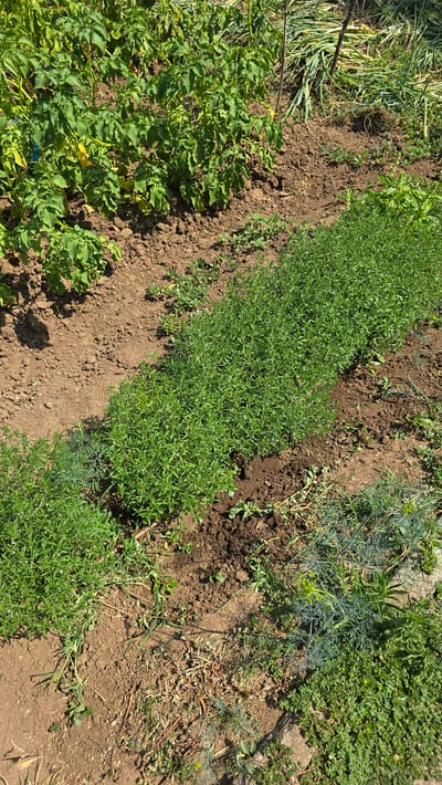 The image shows a garden plot in Ravadinovo, Bulgaria. In the foreground, there is a dense patch of small, green, leafy plants. To the left, a row of potato plants with green leaves and some yellowing leaves is visible. In the background, a large pile of harvested green stalks, possibly onions or garlic, is leaning against a thin stake. The ground is primarily brown soil, with some patches of dry grass and other small green plants scattered throughout. The lighting suggests it is daytime, with sunlight casting shadows.