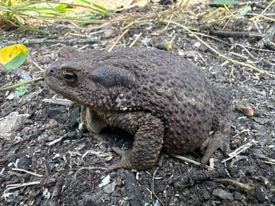 A brown, warty toad is positioned on dark, damp soil littered with leaves, twigs, and grass. The toad is facing left, with its right eye visible. The background consists of out-of-focus green grass and dry vegetation. The image appears to have been taken outdoors, possibly in a garden or wooded area. There is no indication of Makyshyn, Ukraine, in the image itself.