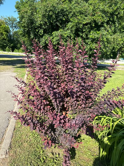 The image depicts an outdoor scene featuring a vibrant purple-leaved bush in the foreground. The bush is full of small, elongated leaves and is positioned in front of a backdrop of lush green foliage and a patch of bright green grass. To the left of the bush, a larger, dense green tree with many leaves is visible. In the background, a narrow paved pathway or road runs horizontally, bordered by a strip of grass. Beyond the pathway, a white fence post can be seen. Sunlight casts shadows on the ground, indicating a sunny day, likely in the late morning or early afternoon. The overall setting appears to be a garden or yard, possibly in a suburban or rural area. No people or specific objects are clearly identifiable. The image is a still photograph with no visible text. The location context provided is Hraniv, Ukraine.