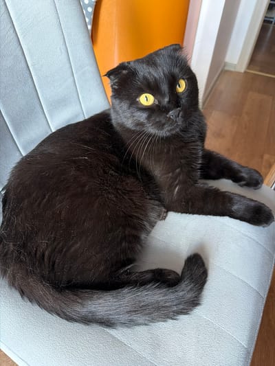A black Scottish Fold cat with bright yellow eyes is lying on a gray chair. The cat is positioned in the center of the frame, looking towards the viewer with its head slightly tilted. Its ears are folded forward, a characteristic trait of the breed. The cat's fur appears fluffy, and there are some light-colored specks scattered on its coat, possibly dust or loose hairs. The chair has a textured surface with visible seams. In the background, a section of an orange wall is visible, and to the left, a grey surface with a white polka dot pattern. Further to the right, a wooden floor and part of a doorway can be seen. The overall environment suggests an indoor setting. The image appears to be taken in Tsiolkovsky, Russia.